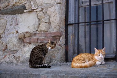 Two cats are on a windowsill. Tabby fluffy cat sits, beautiful smooth-haired red cat lies on a window windowsill.