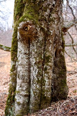 green moss on tree trunk. Texture, background.