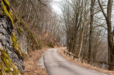 Dense beech forest with tall trees. Mosses on rocks. asphalt road in mountains