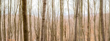 Dense beech forest with tall trees in mountains.