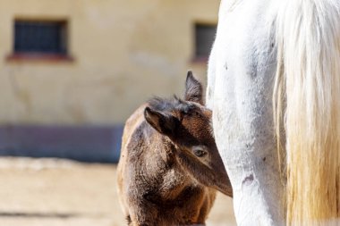 Horse Nursing Its Foal On Farm . Mare and foal suckling.