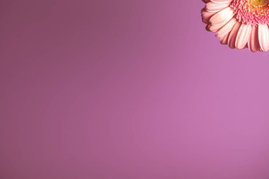 Gerbera flower on color background. The genus was named in honour of German botanist and medical doctor Traugott Gerber