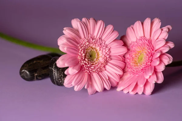 Gerbera flower on color background. The genus was named in honour of German botanist and medical doctor Traugott Gerber