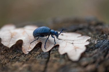 Meloe violaceus, the violet oil beetle, is a species of oil beetle belonging to the family Meloidae subfamily Meloinae.