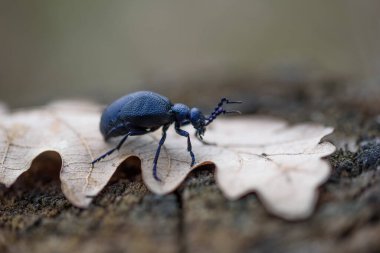 Meloe violaceus, the violet oil beetle, is a species of oil beetle belonging to the family Meloidae subfamily Meloinae.
