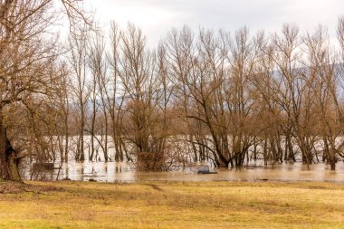 flood on the Danube river in spring