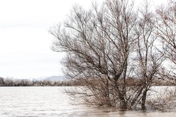 İlkbaharda Tuna Nehri 'ni sel bastı.