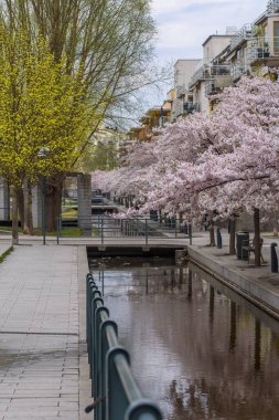Stockholm, İsveç 'te çiçek açan sakura ağacı olan modern apartmanlar..