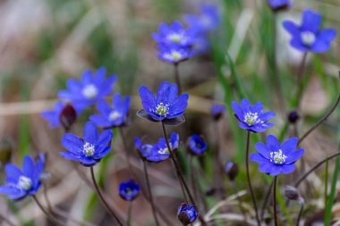 Anemon hepatikası (syn. Hepatica nobilis (Hepatica nobilis), Ranunculaceae familyasından bir bitki türü.