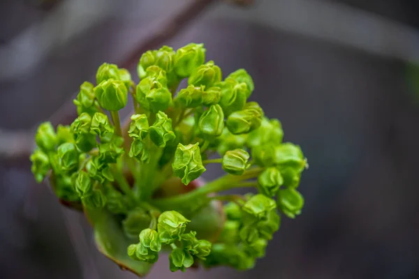 Majestic Maple Acer Platanoides Full Bloom His Photo Showcases Stunning — Stock Photo, Image