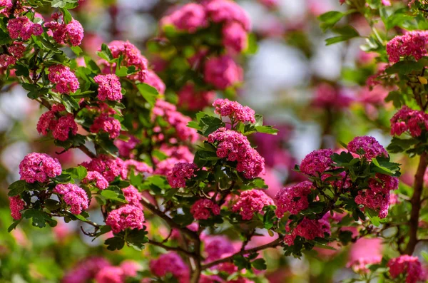 stock image Rose hawthorn (Crataegus laevigata) on branch, known as the Midland hawthorn, English hawthorn,woodland hawthorn, or mayflower, is a species of hawthorn native to western and central Europe, from Great Britain and Spain east to the Czech Republic and