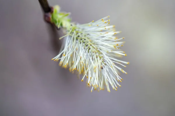 Salix Caprea Salix Caprea Known Goat Willow Pussy Willow Great — Stock Photo, Image