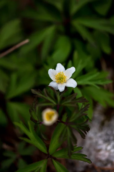 Anemonoides Nemorosa Szin Anemone Nemorosa Anemone Egy Kora Tavaszi Virágzó — Stock Fotó