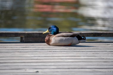 Baharda güneş ışığında yüzen Mallard ördeği