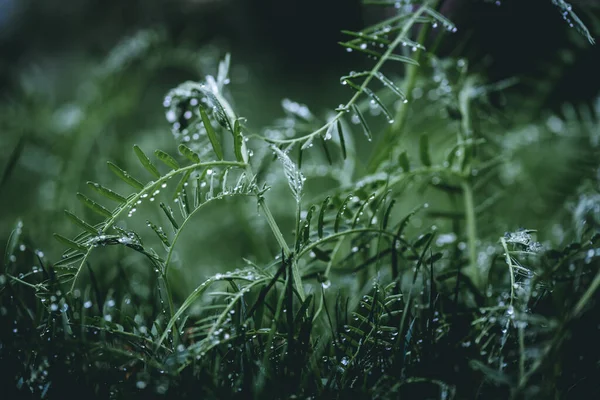 Zöld Esőcseppekkel Tavasszal Eső Után — Stock Fotó