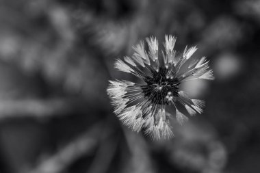 Taraxacum officinale, karahindiba ya da siyah beyaz karahindiba. Sıradan bir karahindiba sarı çiçek başları ile tanınır ve bunlar rüzgarda dağılan gümüş renkli meyvelerden oluşan yuvarlak toplara dönüşürler..