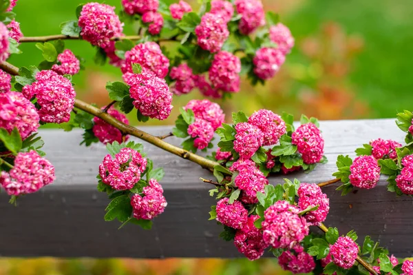 stock image Crataegus, commonly called hawthorn, quickthorn, thornapple, May-tree, whitethorn, Mayflower, or hawberry, is a genus of several hundred species of shrubs and trees in the family Rosaceae, native to temperate regions of the Northern Hemisphere in Eur