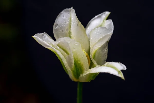 Tulipano Bianco Sfondo Nero — Foto Stock