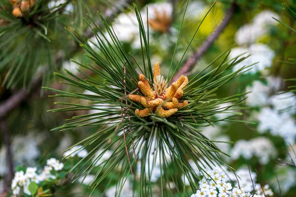 솔방울을 날리는 소나무 Pine 피누스 침엽수 관목이다 — 스톡 사진