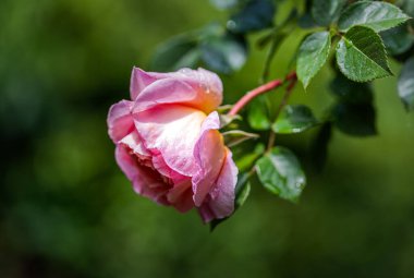 Bahar. Gül. Gül, gülgiller (Rosaceae) familyasından Rosa cinsinin uzun ömürlü bir çiçeğidir. Yüksek kalite fotoğraf.