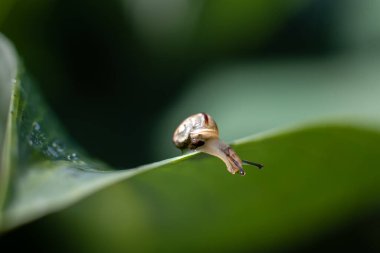 Beyaz dudaklı salyangoz ya da bahçe bantlı salyangoz (bilimsel adı Cepaea hortensis), Helicidae familyasından bir karasal pulmonat gastropod yumuşakçasıdır.