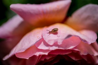 Bahar. Gül. Gül, gülgiller (Rosaceae) familyasından Rosa cinsinin uzun ömürlü bir çiçeğidir. Yüksek kalite fotoğraf.