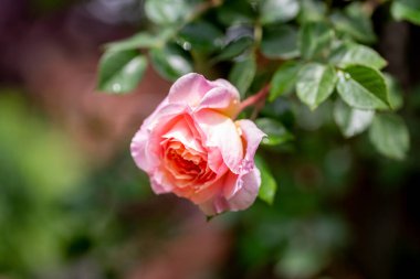 Bahar. Gül. Gül, gülgiller (Rosaceae) familyasından Rosa cinsinin uzun ömürlü bir çiçeğidir. Yüksek kalite fotoğraf.