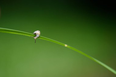 Beyaz dudaklı salyangoz ya da bahçe bantlı salyangoz (bilimsel adı Cepaea hortensis), Helicidae familyasından bir karasal pulmonat gastropod yumuşakçasıdır.. 