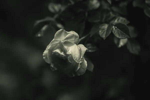 玫瑰不是玫瑰科的一种木质多年生开花植物 就是玫瑰科的花 高质量的照片 黑白照片 — 图库照片