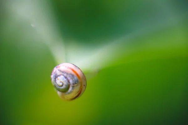 White Lipped Snail Garden Banded Snail Scientific Name Cepaea Hortensis — Stock Photo, Image