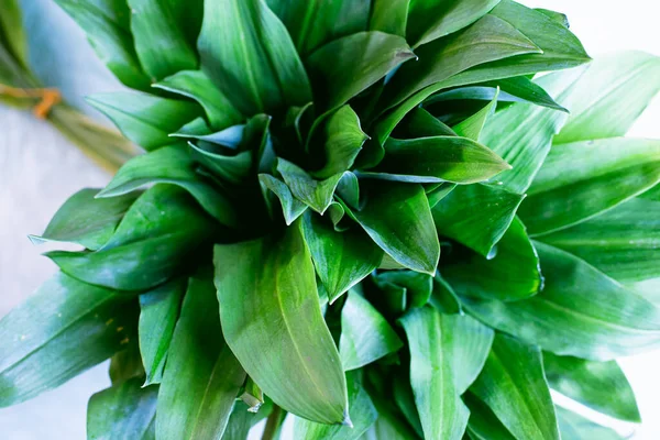 Vad Fokhagyma Allium Ursinum Más Néven Vad Fokhagyma Ramsons Tehénpóréhagyma — Stock Fotó