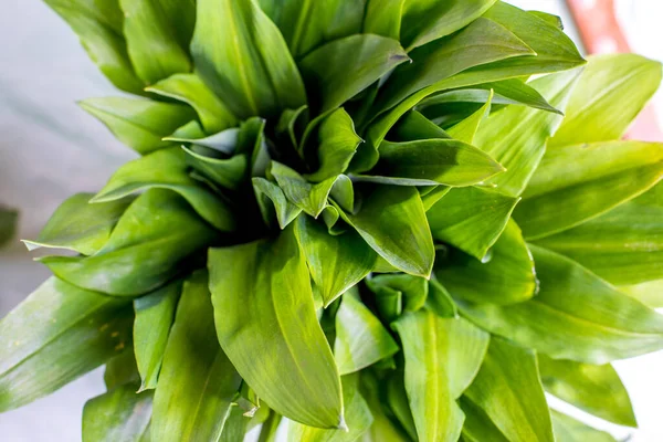 Alho Selvagem Allium Ursinum Conhecido Como Alho Selvagem Ramsons Cowleekes — Fotografia de Stock