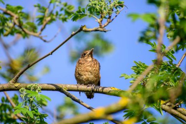Genç bir Thrush bir dala oturmuş ailesinin onu beslemesini bekliyor.