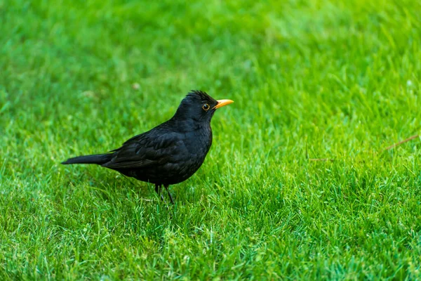 잔디에 속에서 새들을 먹이를 찾는다 — 스톡 사진