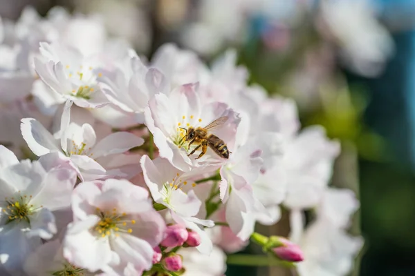 stock image Peach tree flowers close-up view in springtime.