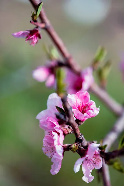 Peach Tree Flowers Close View Springtime — Stock Photo, Image