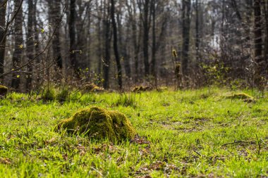 Baharda yeşil orman. Yeşil çimenler gün ışığında