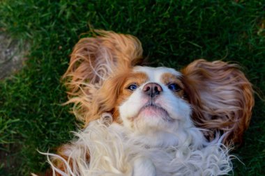 Blenheim süvari kralı Charles Spaniel yeşil çimlerin üzerinde yatıyor..