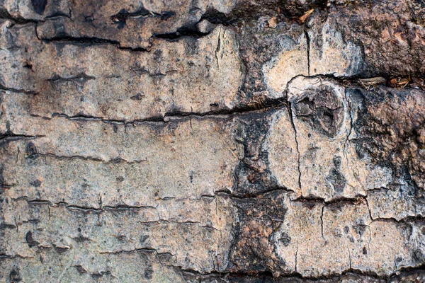 Geçmişi Fagus Sylvatica Avrupa Kayın Ağacı Kabuğu Deseni — Stok fotoğraf