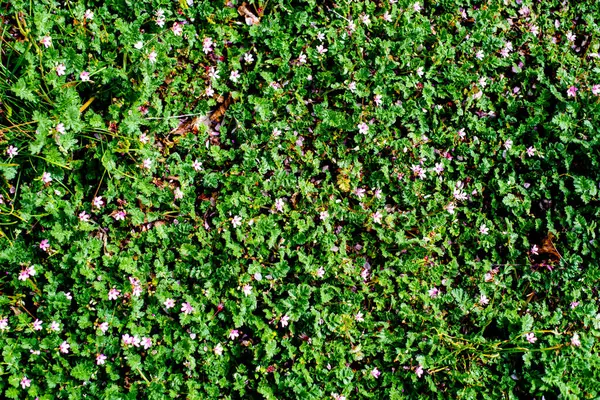 stock image Full frame vibrant green and purple violet flowers.