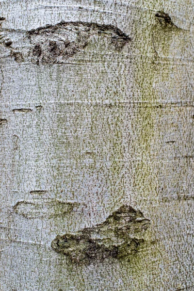 ヨーロッパブナやシロヴァツカの樹皮の質感 — ストック写真