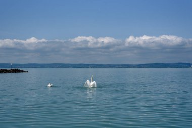 Dilsiz kuğu (Cygnus olor) kanatlarını bir Balaton gölüne uzatıyor