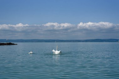 Dilsiz kuğu (Cygnus olor) kanatlarını bir Balaton gölüne uzatıyor