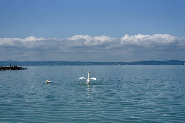 Лебеді Лебеді Розтягують Крила Озері Балатон — стокове фото
