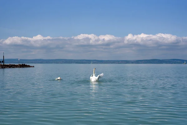 Немой Лебедь Цветущий Лебедь Расправляет Крылья Озере Балатон — стоковое фото