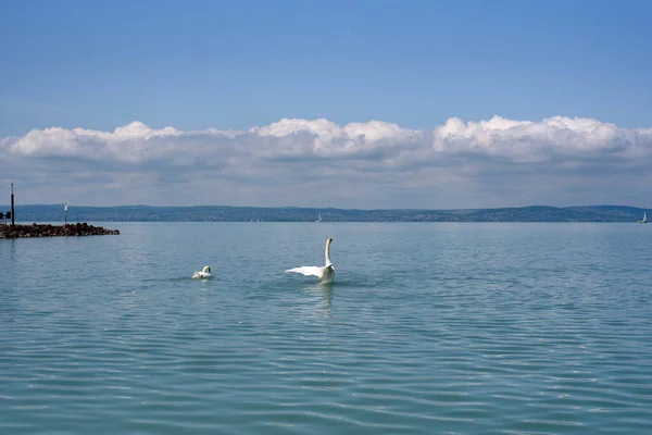 Dilsiz Kuğu Cygnus Olor Kanatlarını Bir Balaton Gölüne Uzatıyor — Stok fotoğraf