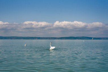 Dilsiz kuğu (Cygnus olor) kanatlarını bir Balaton gölüne uzatıyor