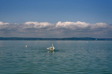Dilsiz kuğu (Cygnus olor) kanatlarını bir Balaton gölüne uzatıyor