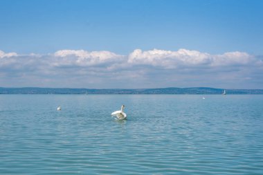 Dilsiz kuğu (Cygnus olor) kanatlarını bir Balaton gölüne uzatıyor