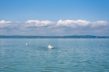 Dilsiz kuğu (Cygnus olor) kanatlarını bir Balaton gölüne uzatıyor